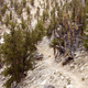 Huerto de Matusalén del Ancient Bristlecone Pine Forest, en White Mountains, Inyo County, California. Wikimedia Commons